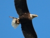 2013-umohio-06